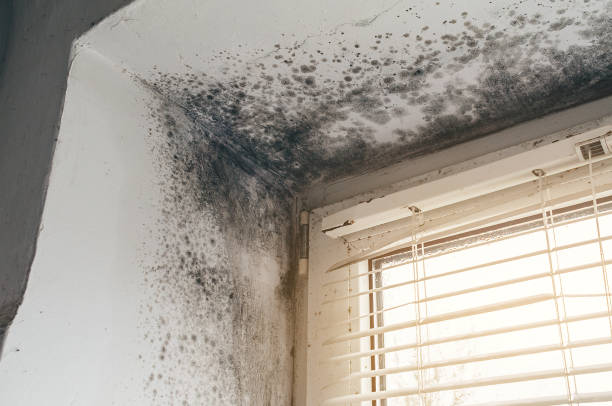 Affordable Commercial Mold Remediation solutions in Shelbyville, IL